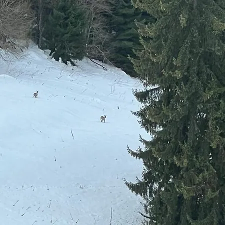 Kamena 3* Pamporovo